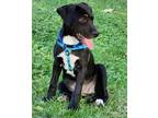 Adopt Mokie a Black - with White Labrador Retriever / Mixed dog in Olive Branch