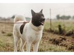 Adopt Bailey a Black - with White Akita / Mixed dog in Klondike, TX (39508874)