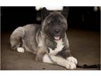 Adopt Felicia a Black - with Gray or Silver Akita / Mixed dog in Klondike