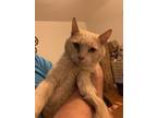 Adopt Tommy a Cream or Ivory Domestic Shorthair / Mixed (short coat) cat in