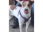 Adopt Wednesday a White Terrier (Unknown Type, Small) / Mixed (short coat) dog