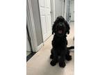 Adopt Spot a Black Goldendoodle dog in Whiteville, NC (39506502)