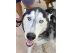 Adopt Zeus a Black - with Gray or Silver Siberian Husky / Mixed dog in