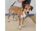 Adopt Vinna a Tan/Yellow/Fawn Great Pyrenees / Black Mouth Cur / Mixed dog in