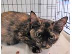 Adopt Lizzie a All Black Domestic Mediumhair / Domestic Shorthair / Mixed cat in