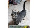 Adopt Monaco a Brown Tabby Domestic Shorthair (short coat) cat in Germansville