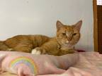 Adopt Garfield - FeLV+ a Orange or Red Tabby Domestic Shorthair (short coat) cat