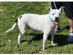 Adopt Woola a White - with Black Boxer / Australian Cattle Dog / Mixed dog in