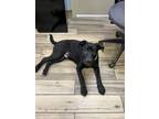 Adopt Loke a Labrador Retriever / Mixed dog in Henderson, KY (39502559)