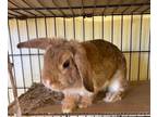 Adopt Sasha Bunny a Tan Other/Unknown / Mixed (short coat) rabbit in Escondido