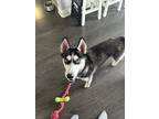Adopt Kira a Gray/Blue/Silver/Salt & Pepper Husky / Mixed dog in Oceanside