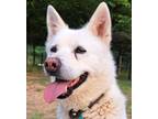Adopt Haidi (S. Korea) hz a White Jindo dog in Langley, BC (39501960)