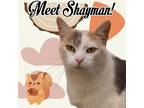 Adopt Shayman a Calico or Dilute Calico Calico (short coat) cat in Temple