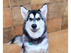 Adopt Brigid a Red/Golden/Orange/Chestnut Alaskan Malamute / Mixed dog in Fort