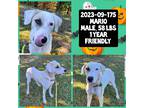Adopt 2023-09-175 *Mario* a Labrador Retriever / Mixed dog in Winder