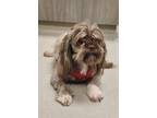 Adopt Hershey a Brown/Chocolate - with White Shih Tzu / Mixed dog in Maryville