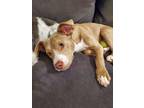 Adopt Peter (in foster) a Tan/Yellow/Fawn American Pit Bull Terrier / Mixed dog