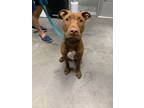Adopt Charlotte a Brown/Chocolate Terrier (Unknown Type, Small) / Mixed dog in