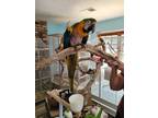 Adopt Raphael a Yellow Macaw bird in Concord, CA (39473708)