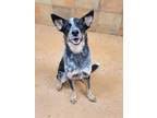 Adopt Scamp a Black Australian Cattle Dog / Mixed dog in Fort Worth