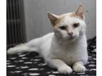 Adopt Santana a White (Mostly) Domestic Shorthair (short coat) cat in Creston