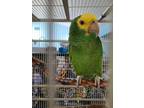 Adopt Young Charlie a Green Amazon bird in Concord, CA (39498431)