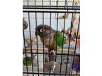 Adopt Wee Woo a Green Conure bird in Concord, CA (39498366)