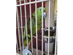 Adopt Lewie a Green Amazon bird in Concord, CA (39498319)