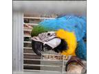 Adopt Pepe a Blue Macaw bird in Concord, CA (39498298)