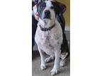 Adopt Hank a White Border Collie / Labrador Retriever / Mixed dog in LaHarpe