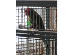 Adopt Psycho a Green Conure bird in Concord, CA (39498212)
