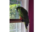 Adopt Bird a Green Amazon bird in Concord, CA (39498112)