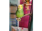 Adopt Seymore a Green Amazon bird in Concord, CA (39497883)