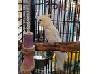 Adopt Baby a White Cockatoo bird in Concord, CA (39497710)