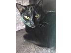 Adopt Miss Hissy a All Black Domestic Shorthair (short coat) cat in Chuckey