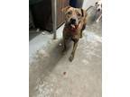 Adopt Jill a Brindle Golden Retriever / Mixed Breed (Medium) / Mixed (short