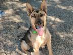 Adopt KARMA a Black - with Tan, Yellow or Fawn German Shepherd Dog / Mixed dog