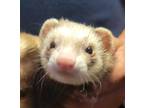 Adopt Autumn a Brown or Chocolate Ferret small animal in Fate, TX (39494260)