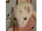 Adopt Alabaster a White Ferret small animal in Fate, TX (39494197)