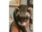 Adopt Bella a Black Ferret small animal in Fate, TX (39494205)
