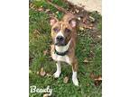 Adopt Beauty a Brindle American Pit Bull Terrier / Mixed dog in Valparaiso