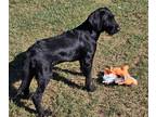 Adopt Dallas a Black Labrador Retriever / Mixed dog in Williston, VT (39494086)