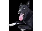 Adopt Prince a Black German Shepherd Dog / Labrador Retriever / Mixed dog in