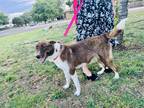 Adopt Anna a Brown/Chocolate - with White Border Collie / Australian Shepherd /