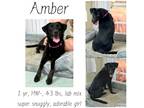 Adopt Amber a Labrador Retriever / Mixed Breed (Medium) / Mixed dog in Albany