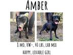 Adopt Amber a Labrador Retriever / Mixed Breed (Medium) / Mixed dog in Albany