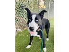 Adopt Pink a Black Border Collie / Mixed Breed (Large) / Mixed dog in