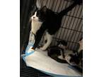 Adopt Padma a Black & White or Tuxedo Domestic Shorthair cat in Whiteville