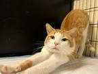 Adopt Furbee a Orange or Red Domestic Shorthair cat in Whiteville, NC (39492133)