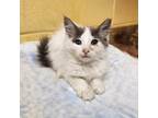 Adopt Pluto a Gray or Blue Domestic Mediumhair / Domestic Shorthair / Mixed cat